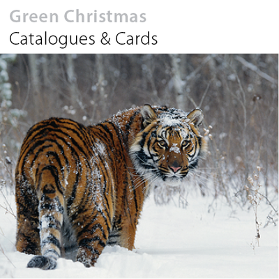 Green Christmas - Catalogues & cards